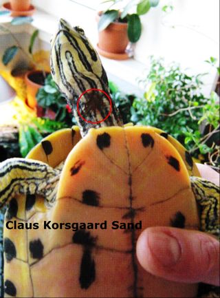 Guløret terrapin. Denne skildpadde er nu blevet helt fri for de brune pletter. Her holder Christian godt fat i skildpadden.