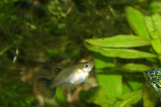 Guppy