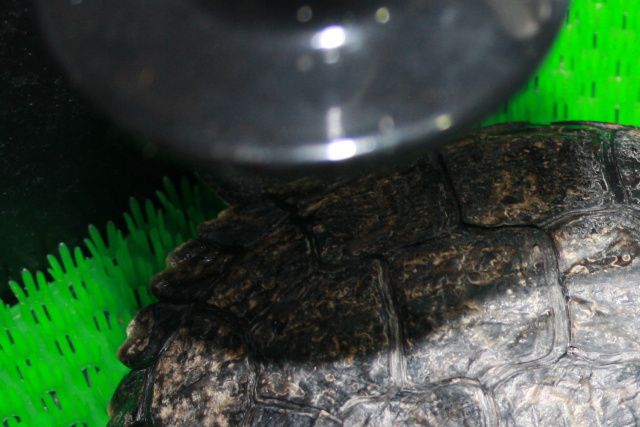 Efter vi har arbejdet med skildpadden og der ikke længere kommer vand ud af dyret og der er kommet lidt liv tilbage i skildpadden igen. Har vi nu lagt skildpadden i tørdok. Skildpadden genvandt dyret sine kræfter og lever nu igen det gode skildpaddeliv. Guløret terrapin.