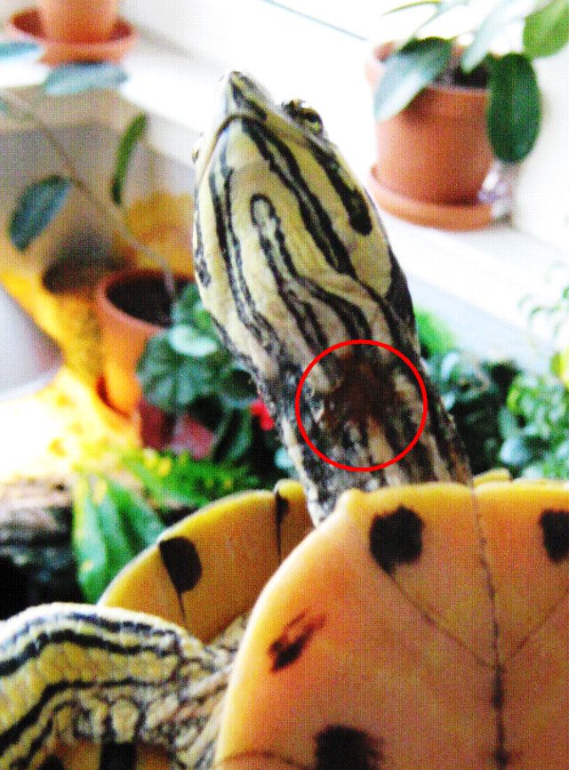 Tidligere modtaget terrapin. Denne skildpadde er nu helt fri for de brune pletter. Her holder Christian godt fat i skildpadden.