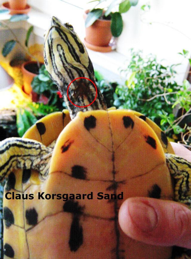 Tidligere modtaget terrapin. Denne skildpadde er nu helt fri for de brune pletter. Her holder Christian godt fat i skildpadden.