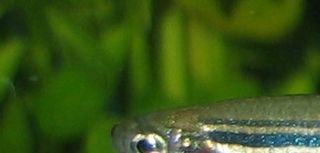 Zebrafisk (Danio rerio)