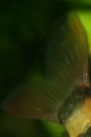 Tigerbarbe Puntius tetrazona