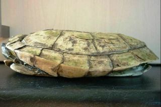 Skildpadden lider af metabolisk knoglesygdom. Skildpadden her mangler også ordentlig foder og UVB-lys.