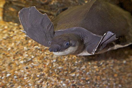 Flodskildpadde