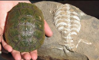 Syd Afrikansk halsvender/sideneck turtle (Pelusios niger), her ved siden af sin næsten 260 millioner år gammele familie Eunotosaurus africanus.