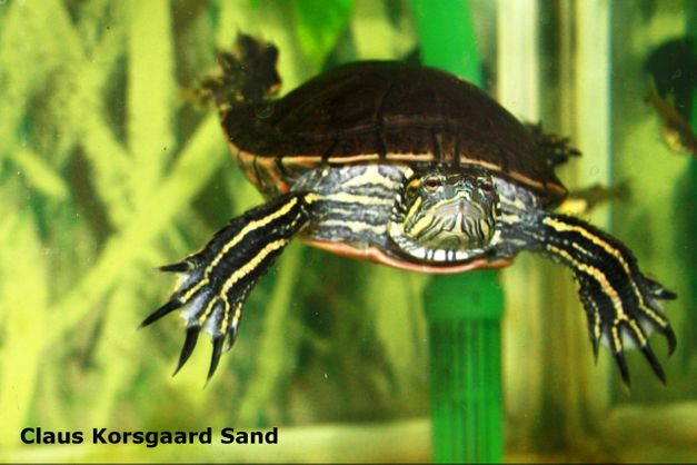 Chrysemys picta bellii - guldskildpadde.