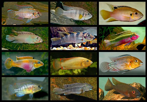 Cichliderne omfatter mindst 1300 arter (sandsynligvis mange flere), hvoraf størstedelen findes i Afrika. Fra øverst venstre mod højre; 1. række (øverst): Anomalochromis thomasi (Thomas' dværgcichlide; uoff. navn: afrikansk sommerfuglecichlide), Benitochromis batesii, B. nigrodorsalis. 2. række: Nanochromis parilus, N. tranvestitus (transvestitcichlide), Pelvicachromis pulcher (kongecichlide, uoff. navn: kribensis). 3. række: Pelvicachromis taeniatus (paletcichlide), Pseudocrenilabrus multicolor (lille mundruger; uoff. navn: egyptisk mundruger), P. nicholsi. 4. række (nederst): Pseudocrenilabrus philander (Philanders mundruger), Steatocranus irvinei, Tilapia snyderae. Foto: F. Ingemann Hansen. Foto er lånt hos Dyrenes Beskyttelse.