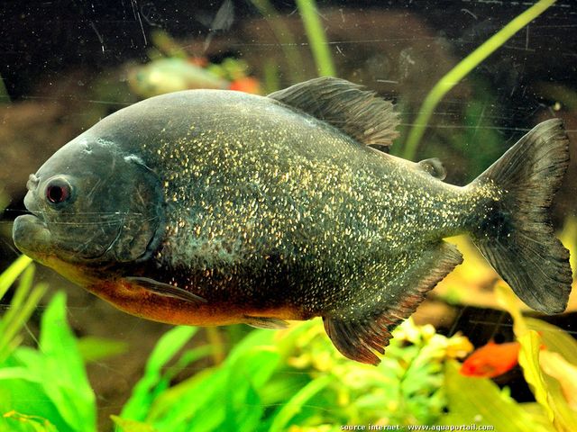 Pygocentrus-nattereri, rødbuget piratfisk. SKildpadder ABC har testet denne fisk, sammen med guløret terrapiner.
Holder du piratfisk og (kun) de store sumpskildpadder sammen, så skal du fodre piratfiskene, hver eneste dag. Glemmer du det en enkelt dag, så er der overhængende risiko for at fisken bider i skildpadden. Du skal dagligt holde øje med, kommer der den mindste skramme på skildpaddens skjold. Så skal du straks tage fiskene op.
Lad Randers Regnskov og andre eksperimenterer med piratfisk og sumpskildpadder, de har den rette plads til dyrene.