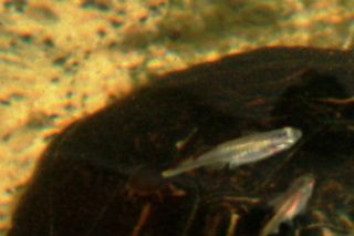 Parringsdans mellem guløret terrapiner.