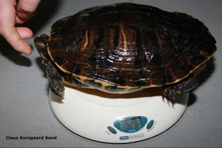 Vej din skildpadde inden du lægger dyret i dvale/hi. Skildpadden skal være sund og rask og virke tung, inden skildpadden lægges i dvale.