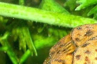 Sternotherus minor minor unge.