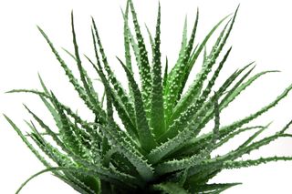Aloe Vera planter er ikke giftige for skildpadder. Skildpadden kan spise af planten i moderate mængde, for meget, så kan det dog virke som et afføringsmiddel.