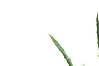 Aloe Vera planter er ikke giftige for skildpadder. Skildpadden kan spise af planten i moderate mængde, for meget, så kan det dog virke som et afføringsmiddel.
