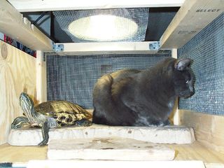 Katten er på besøg, det er måske ikke det mest heldige.