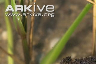 Diamondback terrapin - Malaclemys terrapin rhizophorarum unge.