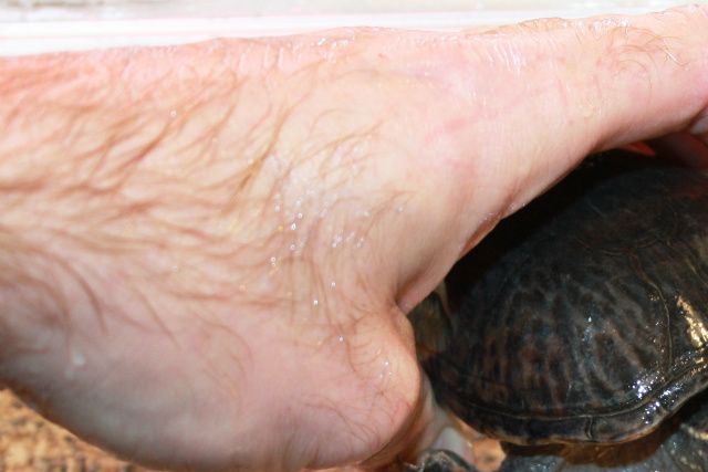 *Sæt altid din skildpadde fra dig på land. Hvis du af en eller anden grund, har haft dyret oppe, af sit akvarium eller dam.