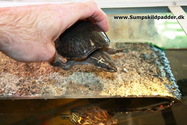 *Sæt altid din skildpadde fra dig på land. Hvis du af en eller anden grund, har haft dyret oppe, af sit akvarium eller dam.