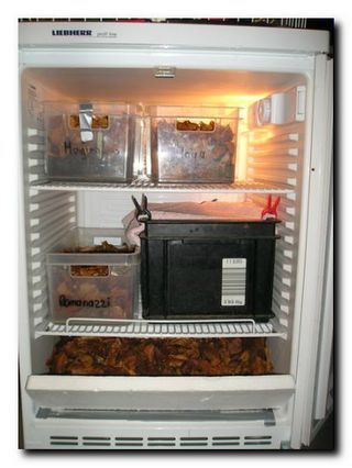 Landskildpadder er lagt i dvale. Pas på! Du skal holde meget nøje øje med om teknikken virker og køleskabet ikke begynder at fryse eller går i stå! 