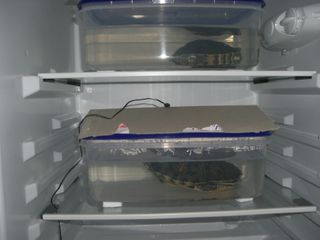 Sumpskildpadder i hver deres plastikboks, med låg, hvor de ligger i dvale til foråret.