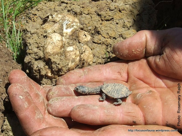 6-8 æg blev fundet, gravet ned i hårdt lerjord. Hvor denne unge, var eneste overlevende.
