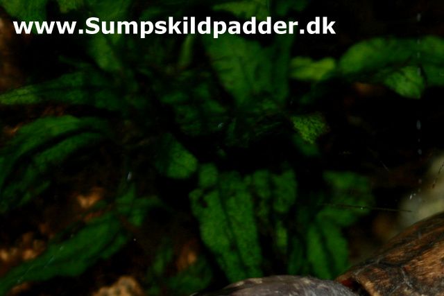 Kinosternon baurii (lille klapskildpadde)