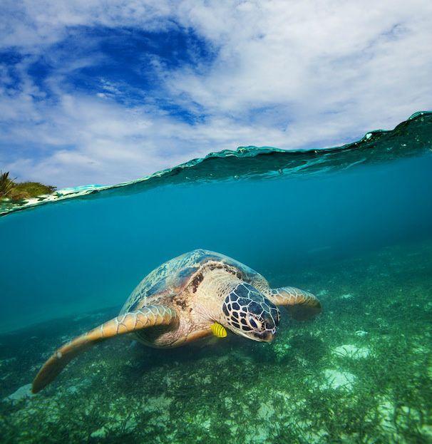Chelonia mydas leder efter føde.
