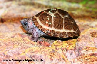 4 år gammel Pyramide moskusskildpadde, skildpadden er knap 5 cm. (skulle have været ca.12 cm). Denne skildpadde har levet alle årene, uden UVB-lys, ingen har holdt øje med, om skildpadden har spist noget eller om de andre skildpadder åd alt fodret. Utroligt, at dyret har overlevet?