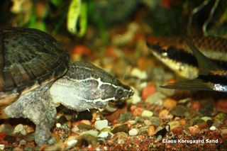 Her er det en moskusskildpadde der netop har slugt et stort stykke fisk, du kan se bulen på undersiden af halsen. 
Der er taget mange billeder, før det her foto blev taget i det rette øjeblik, hvor fodret glider ned gennem halsen på skildpadden.