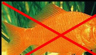Guldfisk er dårligt foder, til skildpadder.