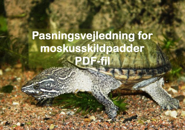 Alm. moskusskildpadde