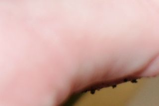 Regnorm, gravet op i haven. De indeholder en mængde gode vitaminer og kalk.