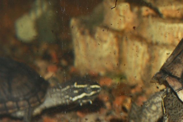 Her får en flok moskusskildpadder en hel aborre. Det tager lang tid for dyrene, at få hul på og spist fisken.