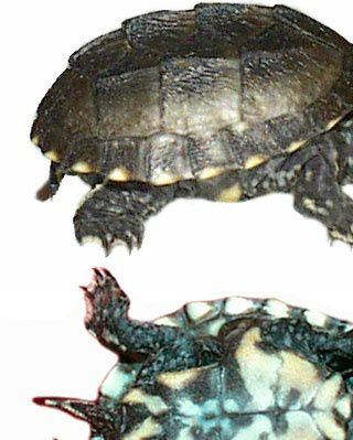 Unge af Sternotherus odoratus - Common Musk Turtle - Almindelig Moskusskildpadde. Her kan du også se, hvordan skildpadden ser ud under bugen.
