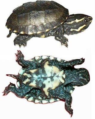 Unge af Sternotherus odoratus - Common Musk Turtle - Almindelig Moskusskildpadde. Her kan du også se, hvordan skildpadden ser ud under bugen.