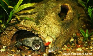 Her ser du en moskusskildpadde, den er ikke ved, at snappe en Platy unge, med netop ved, at trække ilt ud, af vandet med sin tunge. Hulen har vi på SkildpaddeShop.dk