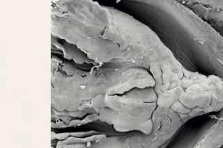 Undersøgelser af moskus-skildpaddens tunge under et elektronmikroskop viser, at tungen er en slags gælle. - Scanning electron micrograph showing tongue and the respiratory lobe-like papillae.