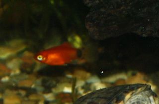 Sternotherus odoratus - Sinkpot