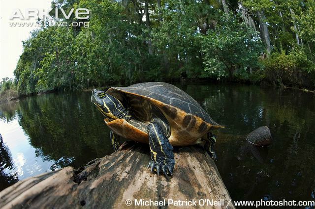 Suwannee flod cooter (Pseudemys suwanniensis)