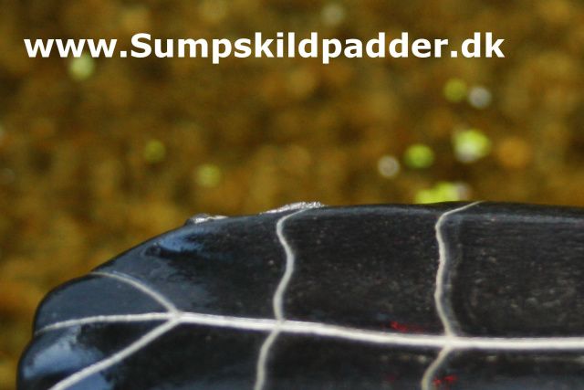 På dette billede ser du tydelig det konkave/indadbuet bugskjold, på hannen.