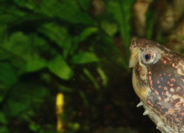 Her ses tydeligt de røde pletter, på siden af skildpaddens hoved. Kinosternon scorpioides  han. 