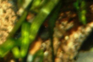 Kinosternon scorpioides cruentatum han. 