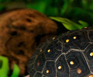 Spotted turtle.