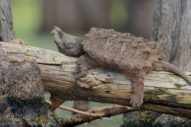 Alligator snapskildpadde solbader, i det sydlige Louisiana. Få nu bygget den solplads, til din snapskildpadde. Byg evt. en plads, hvor skildpadden kan lægge sig halvt op på land eller helt op i vandoverfladen, og hæng en god UVB-pære op over. Byg solplads, se mere længere nede på siden. 
Fotograf Jude Hasse.