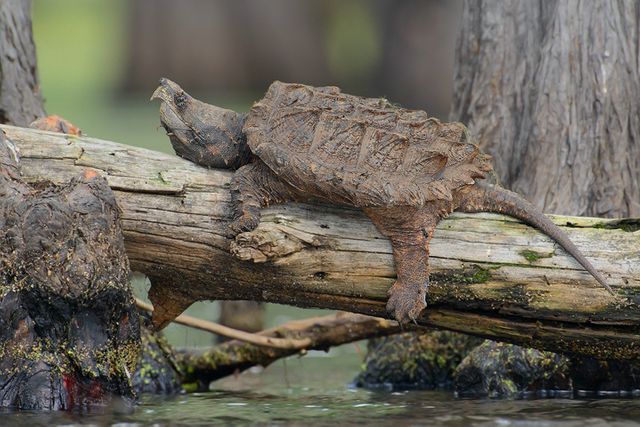 Alligator snapskildpadde solbader, i det sydlige Louisiana. Få nu bygget den solplads, til din snapskildpadde. Byg evt. en plads, hvor skildpadden kan lægge sig halvt op på land eller helt op i vandoverfladen, og hæng en god UVB-pære op over. Byg solplads, se mere længere nede på siden. 
Fotograf Jude Hasse.