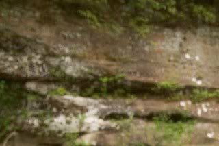 Sternotherus depressus - 