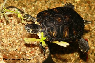 Guløret terrapin, det er tydlig at se på det flotte skjold, at denne skildpadde har fået UVB-lys.
