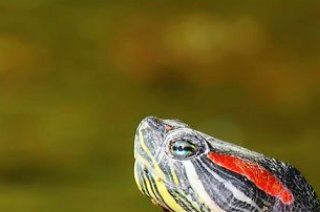 Trachemys scripta elegans eller den Rødøret terrapin.