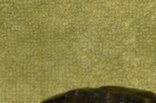 Et par unger, af den guløret terrapin, der selv har fundet fodret.