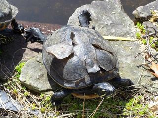 Sumpskildpadde der skifter skæl/ham. Dyrets hud, på hals og ben, skiftes også.